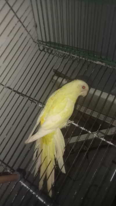 rump parrot female for sale and exchange possible with adult female