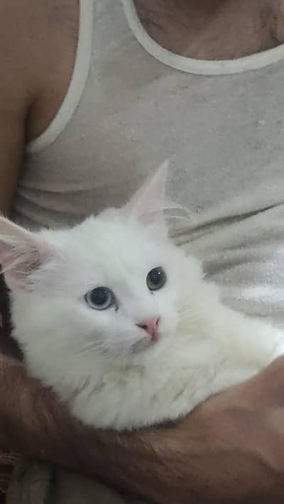 Persian male cat odd eyes