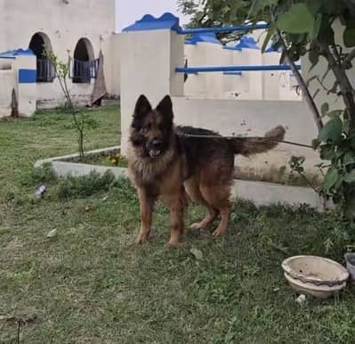 German/Belgian Shepherd