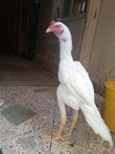 shamo cross Heera patha available good quality and size