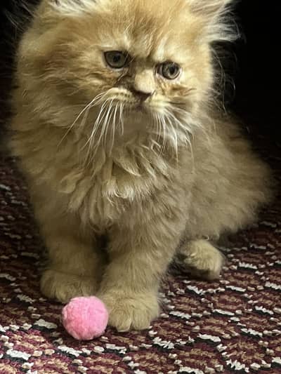 Persian Cat