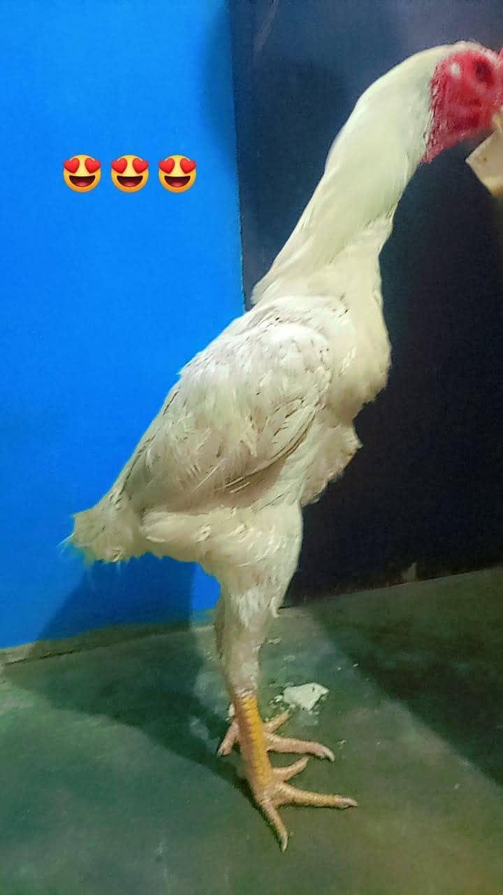 shamoo 2