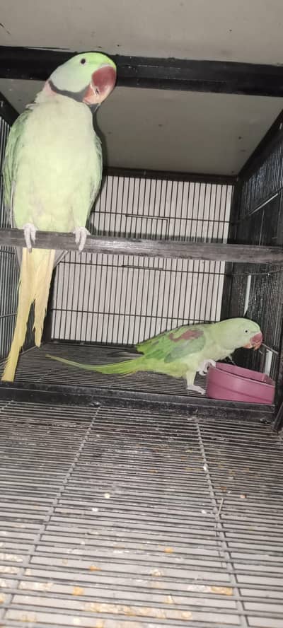 kashmiri raw talking parrot breedar pair