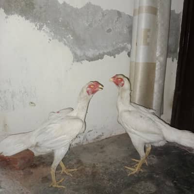 2 female shamo