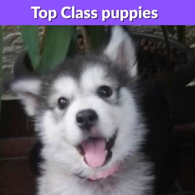 Only 2 Cute Husky Puppies Left – Looking For Loving Home 