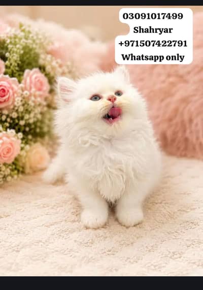 2 persian cats kitens