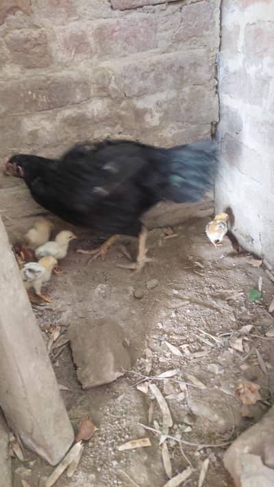 Aseel chiks