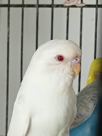 Undersized, King Red Eyes, Fallow ,Rainbow working budgerigar