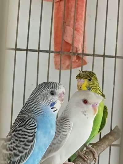 Undersized, King Red Eyes, Fallow ,Rainbow working budgerigar