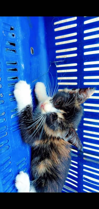 Cat for sale