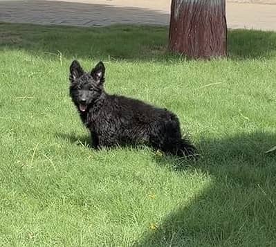 German shepherd pedigree pup available