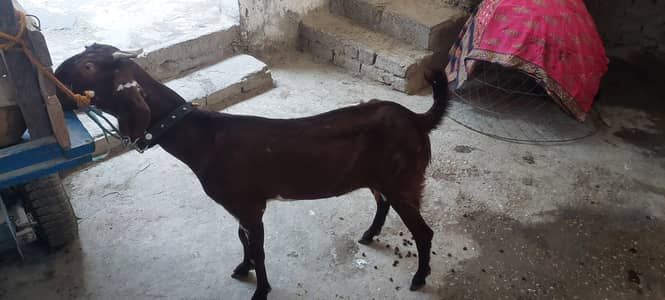 bakri is pa rabta Ken 03125541560
