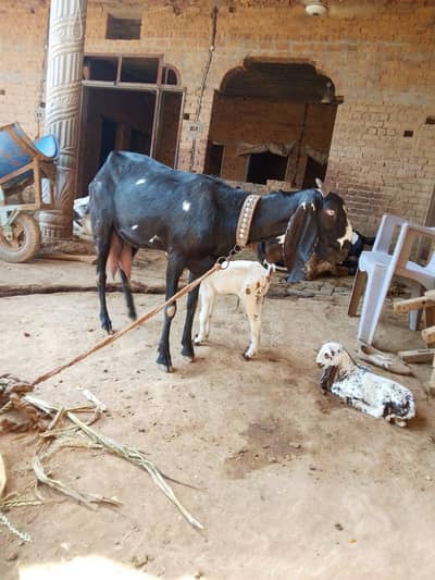 Beetal Bakri sath 2 bachay