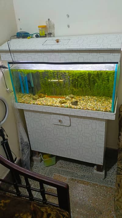 Fish Aquarium Full Setup