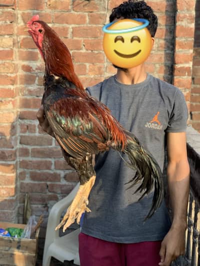 Thai cross aseel breeder lahka