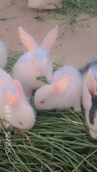 White&and black white beautiful rabbits for sale Mianwal ranjha .
