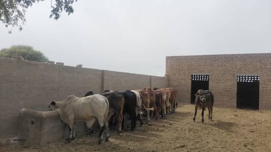 10 bachry for sale