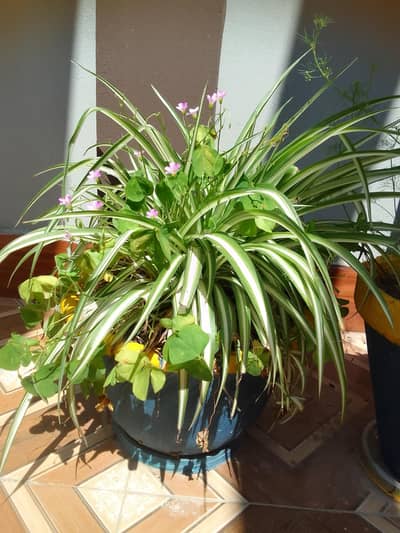 flowers with good quality 8 pots