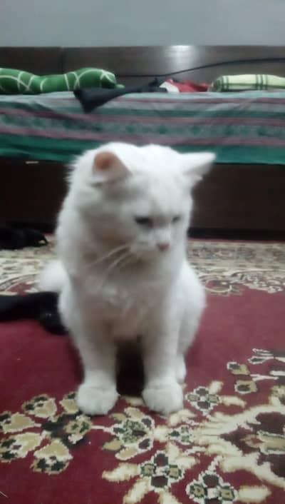 sweet cats looking for a home 