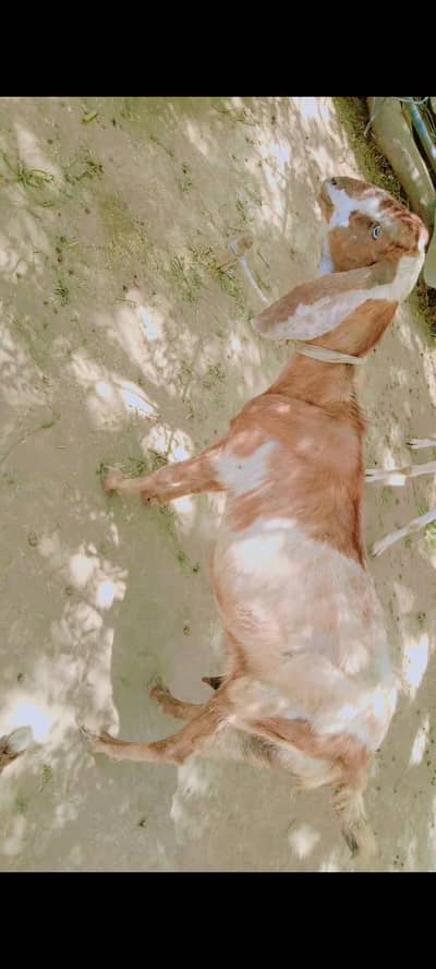 Makhi cheeni path & female goat