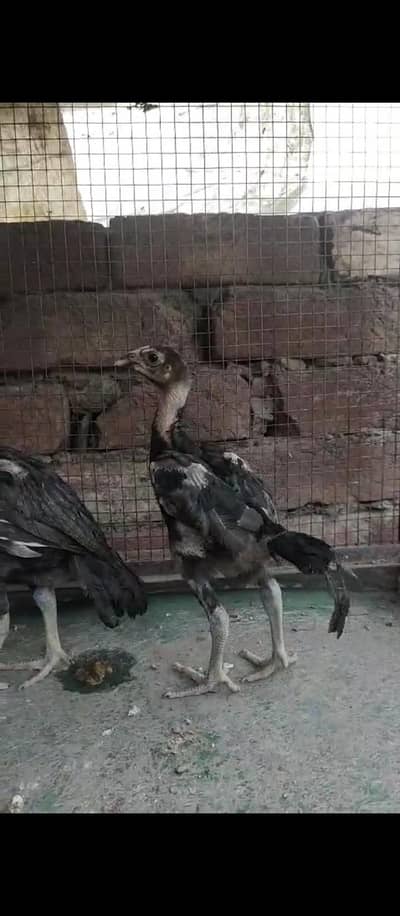 thai chiks for sale