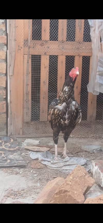 paper white 2 hens