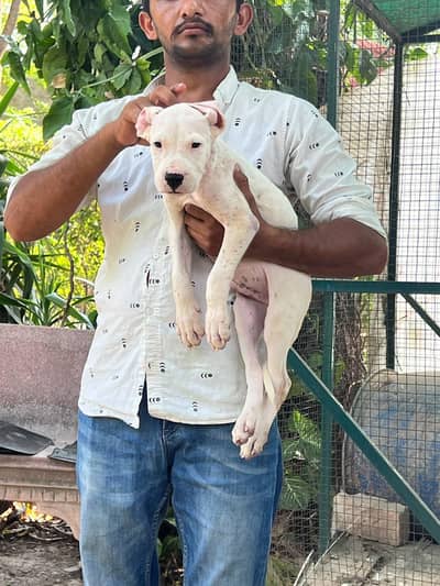 dogo argentino highly pedigreed + microchipped pups