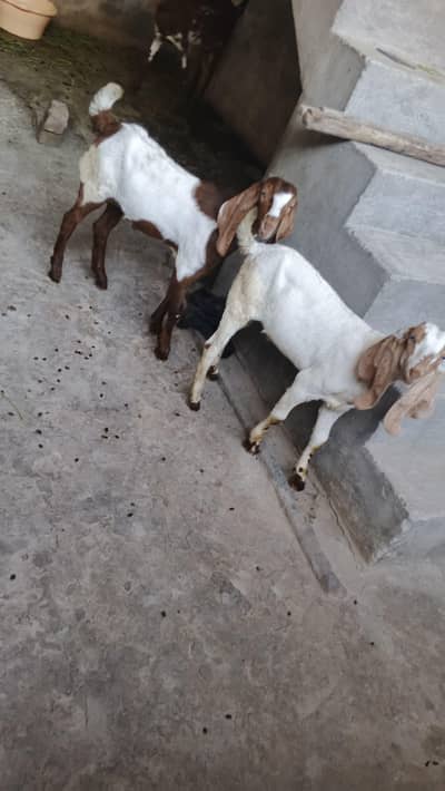 beautiful Goats for sale 03096966445 watsaap or call