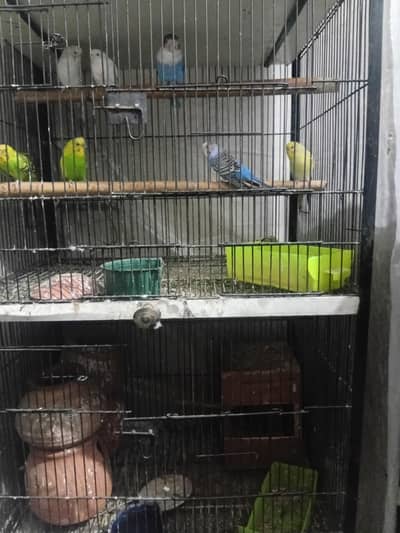 budgie or love bird breeder pair sath cage