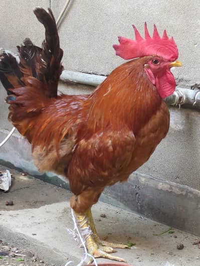 Golden Desi Murgha