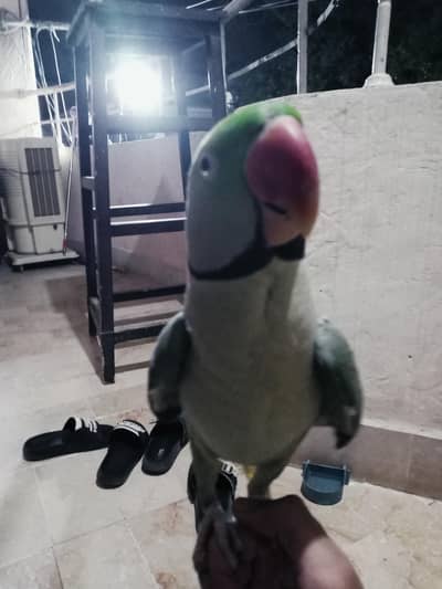 Pahari parrot