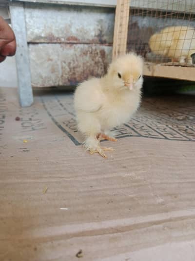 golden buff chicks sale