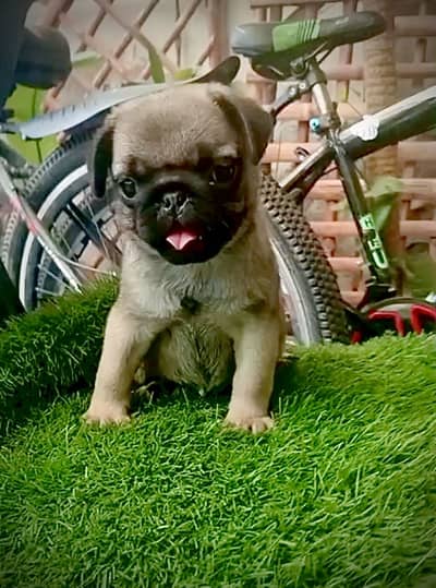 Pug Female Puppies
