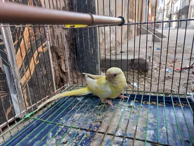 rump parrot    female , exchange  possible with adult female