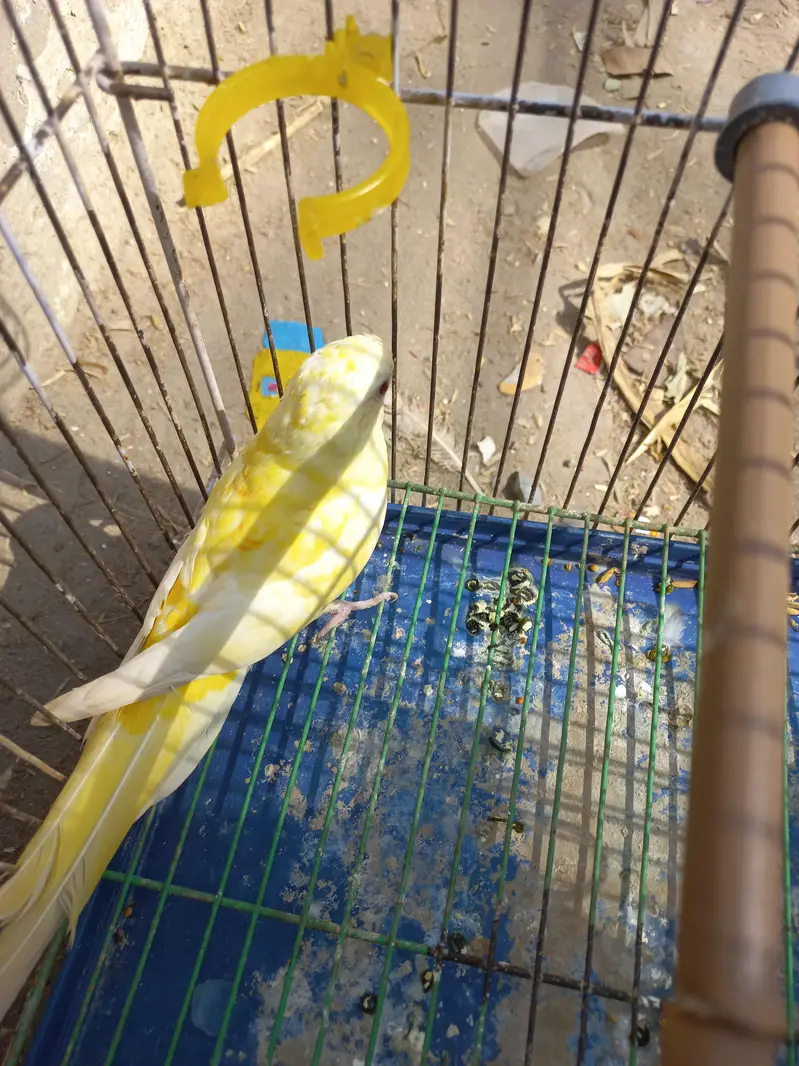 rump parrot    female , exchange  possible with adult female — photo 2