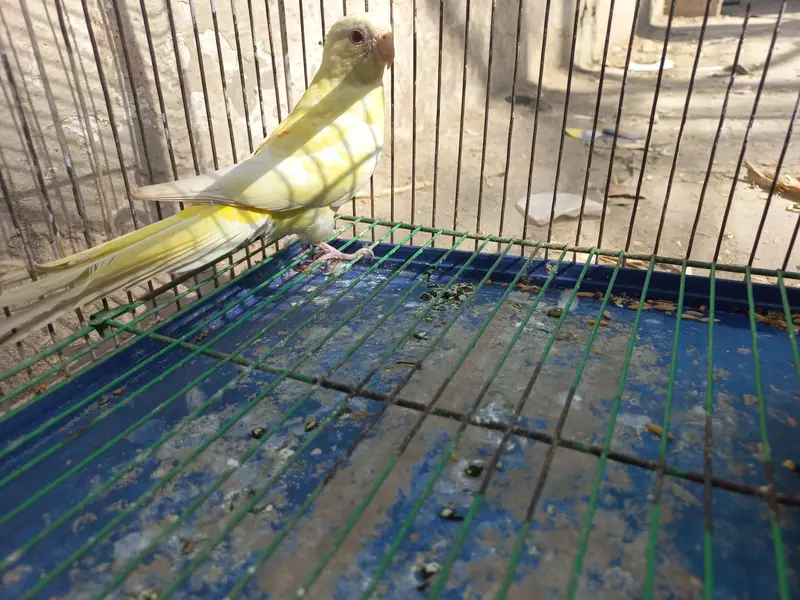 rump parrot    female , exchange  possible with adult female — photo 4