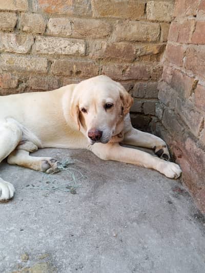 Labrador retriever dog for sale