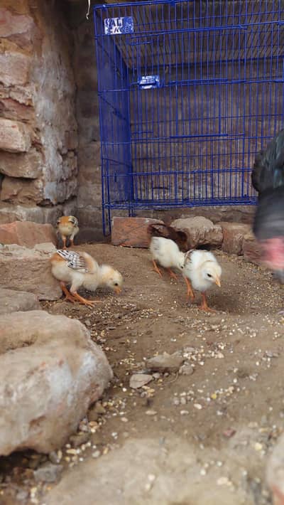 Aseel chiks
