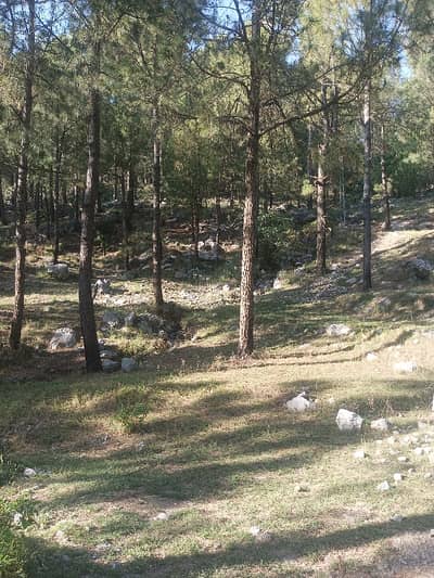 100 Kanal Land For Sale