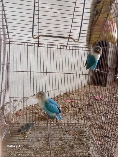 Blue Fisher Love Bird