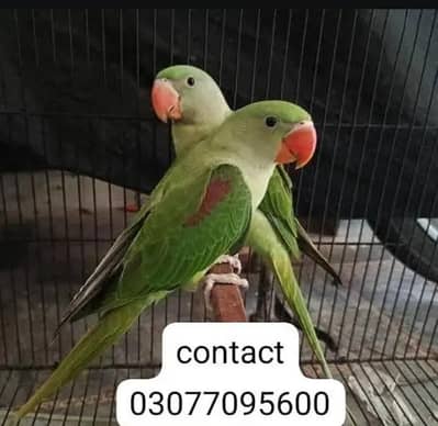 Raw pair for sale