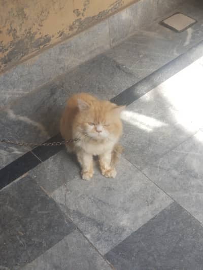 persian male cat / persian kitten / triple coat / punch face