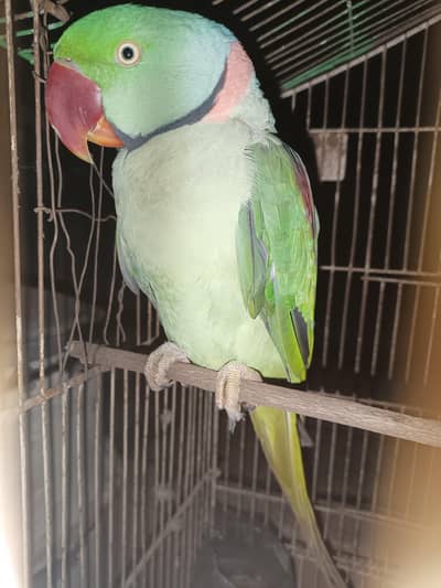 kashmiri parrots