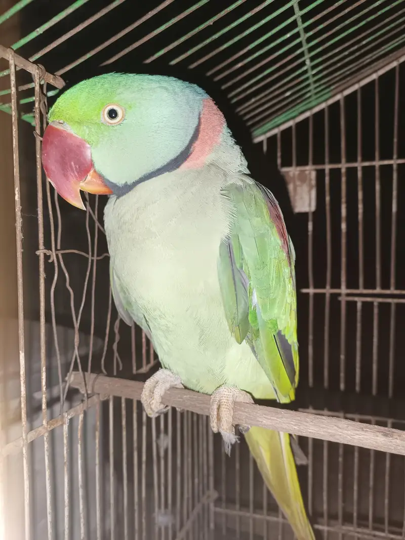 kashmiri parrots — photo 2