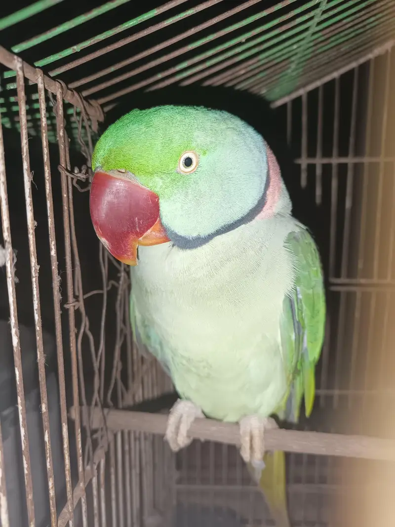 kashmiri parrots — photo 3