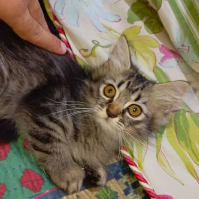 Persian mix Himalayan doll face kitten