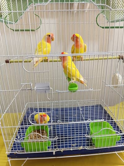 lotino pair