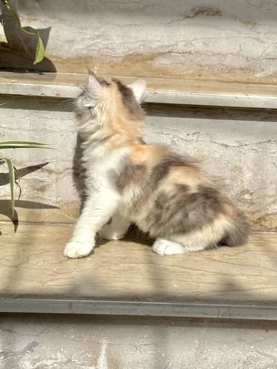persian triple coat