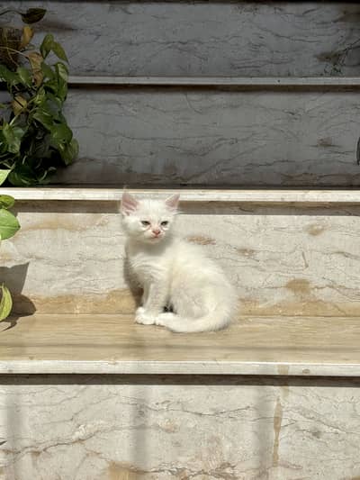 persian pure white coat