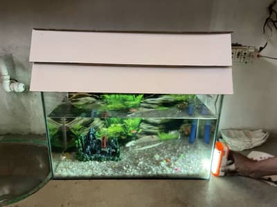 Fresh aquarium with 15 pcs fish